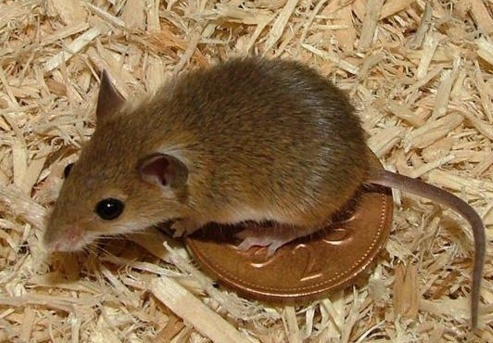 鼠是哪一类动物 b1c62e79b438464294d53048b5890f9b.jpeg