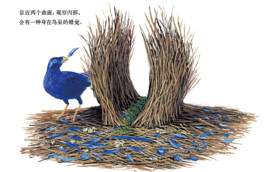 缎蓝园丁鸟建的"亭子,是将收集的小树枝立在地面上,做出两面弧形的