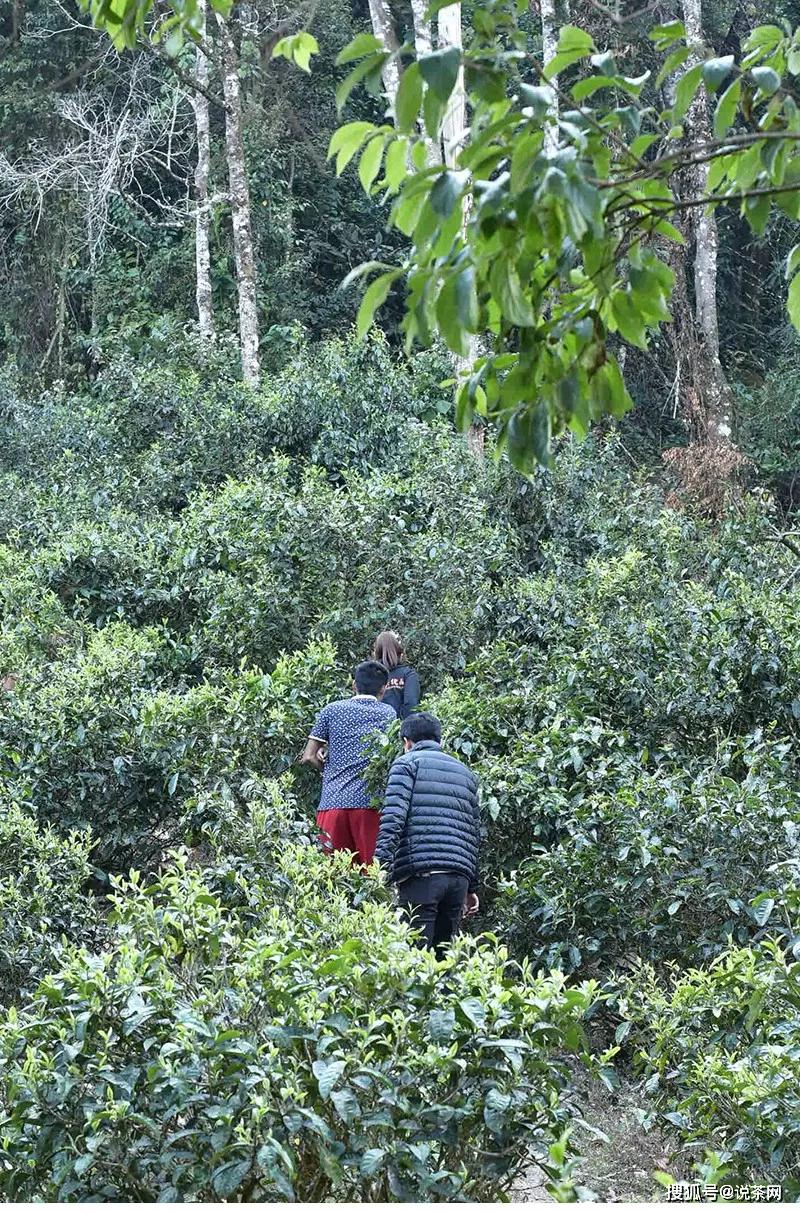 古六大茶山指的是哪几个？普洱茶特点分别是什么？