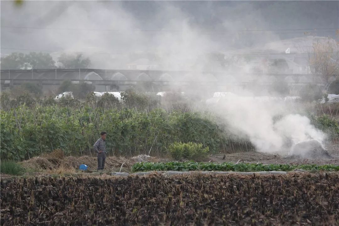 莲都区碧湖镇gdp_莲都区自燃