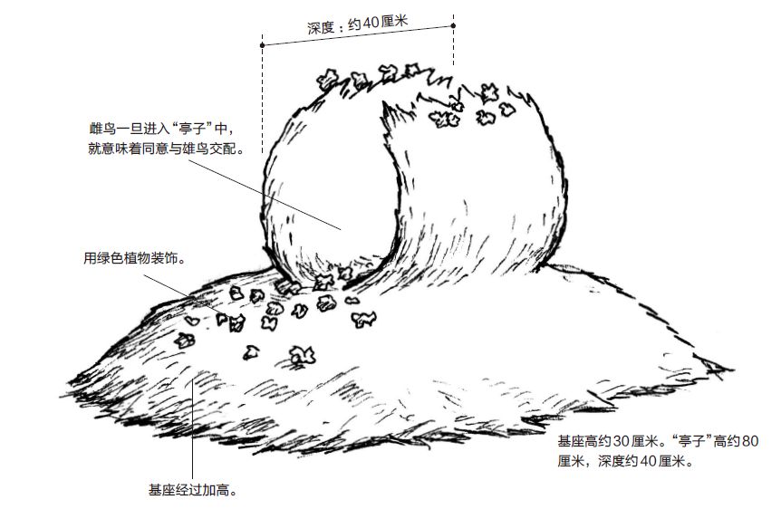 在鸟界,如果巢筑得不好,也是很难找到对象的