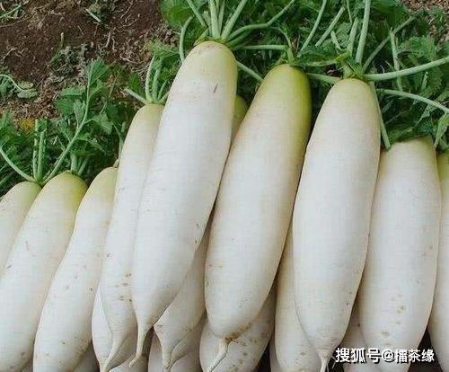 现在可以种白萝卜吗 d10883d9936e4d7883e775c3e52d146a.jpeg