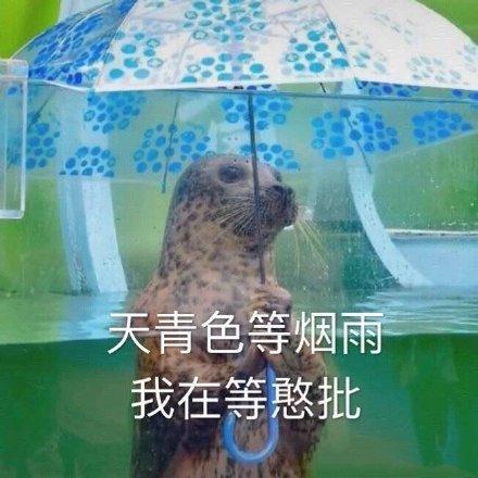 天青色等烟雨,我在等憨批