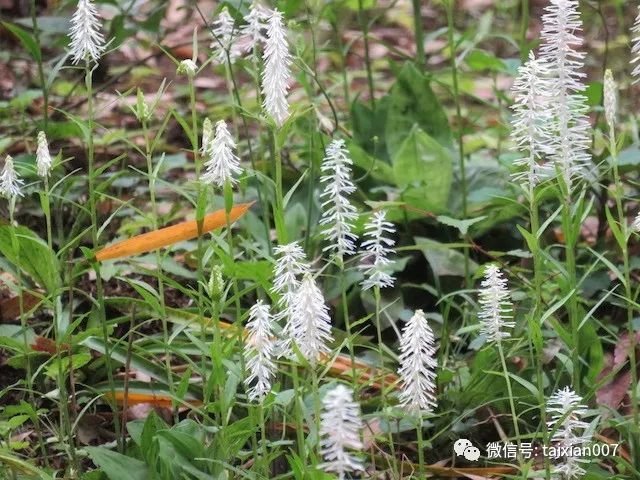 【日本山野草盆景介绍】白丝草