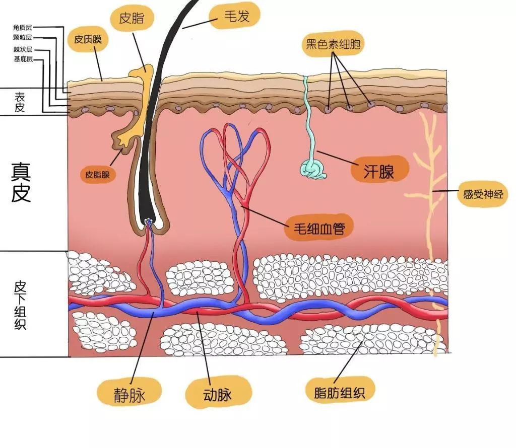 手泡过水后，为什么会起皱？