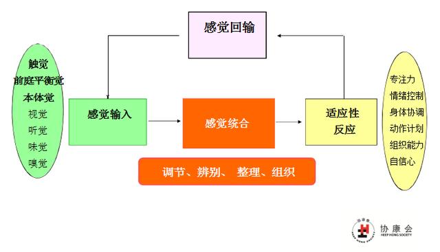 感觉统合(以下简称感统)的过程是指,各种感觉刺激(视,听,触,嗅,味