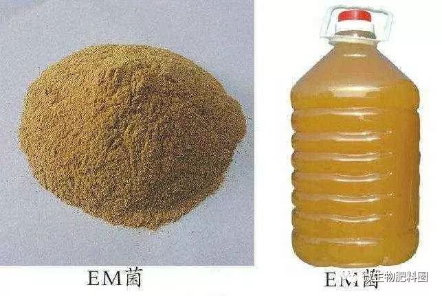 各显神通微生物菌种大解析