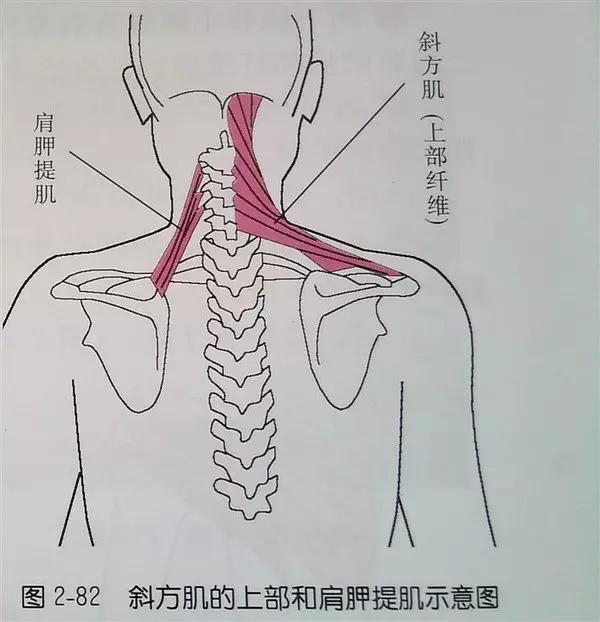 高低肩?圆肩驼背?摆脱这些成就女神