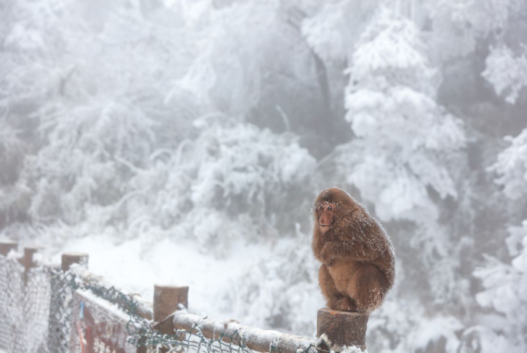 太勾魂了奔赴峨眉山看雪景是对冬天最基本的尊重