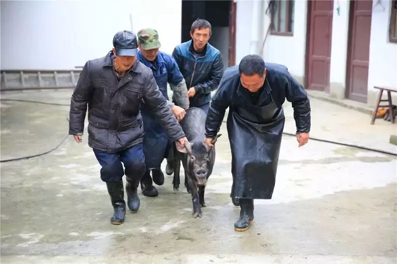 致富猪场招工_致富猪场_致富经猪