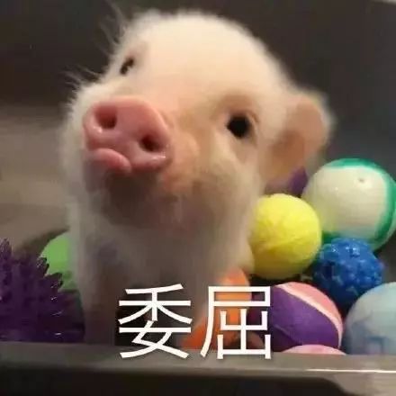 更多搞笑斗图表情包,可前往公众号:天天壁纸返回搜狐,查看更多