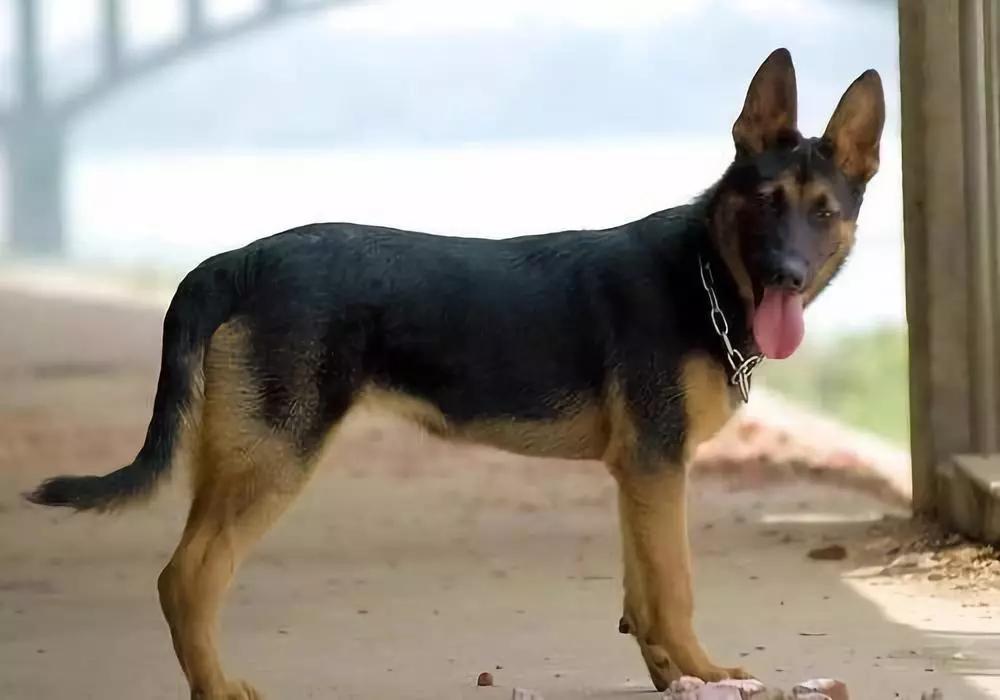 别名德国黑背(贝),也就是人们常说的——德国狼犬,此犬种据说原产