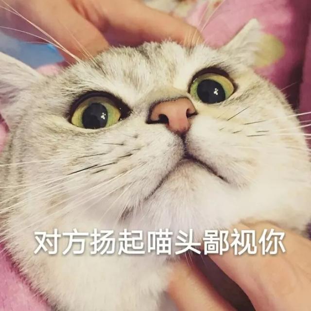 jennie同款猫系脸,赵丽颖像折耳,林允像英短,看到贾玲