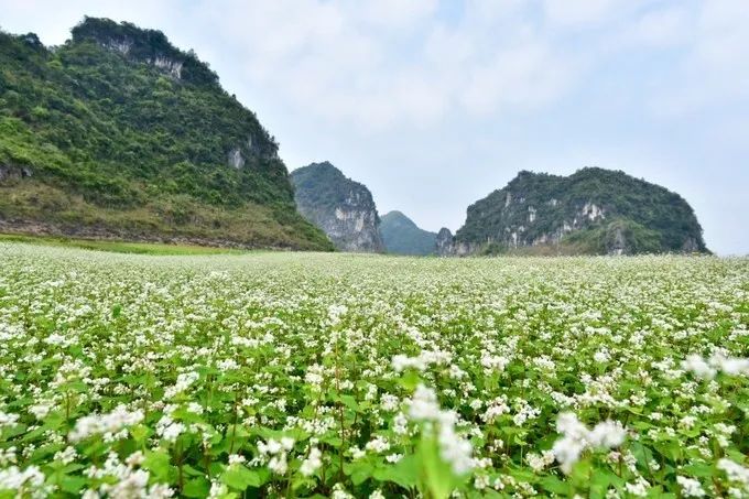 打卡《鬼怪》同款荞麦花海