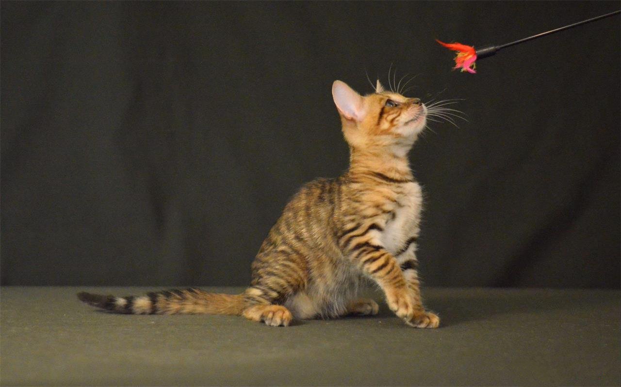 原创猫咪适合玩什么玩具，分享猫咪喜欢的5个玩具，最后一个爱不释手