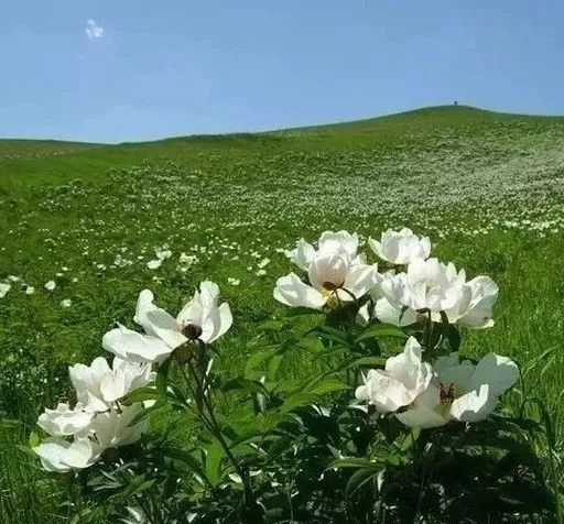 望海高歌一首草原情歌《爱在草原》好听极了!