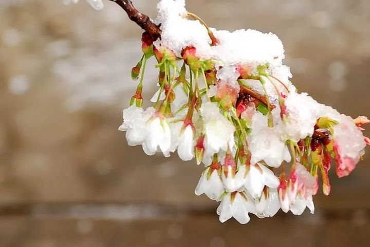 绒花简谱歌谱_绒花简谱歌谱完整图片(3)