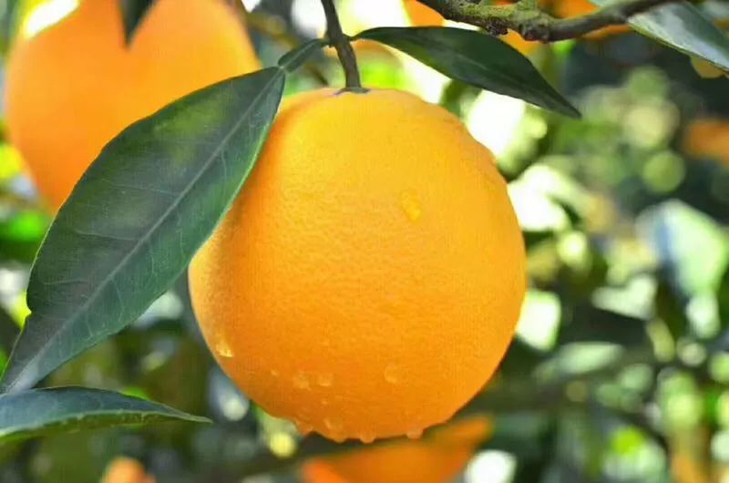 橙子不好吃怎么办 65c63cceec654d6f8bc57e7ee0d1f066.jpeg