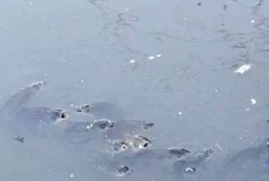 怎么养鱼不缺氧 674d604a2fbc4dc1b136ecfca231fdfa.jpeg