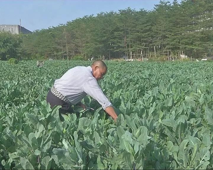 黄老伯说,种菜是项苦力活,但是收成的喜悦,足