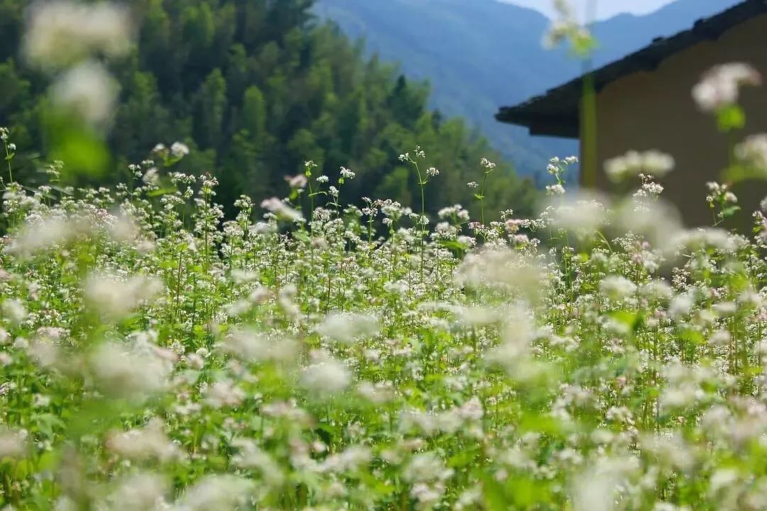 打卡《鬼怪》同款荞麦花海