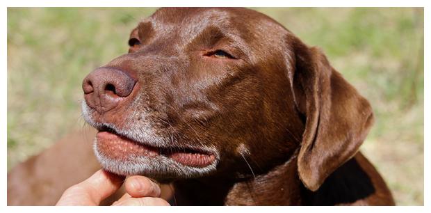 狗为啥会保护主人 87f9894ae70744f9b969e32d258f08fa.jpeg