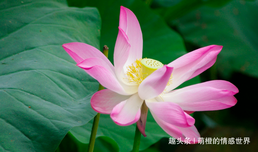 8a555a129e194e289ea1c6590804fc35.png