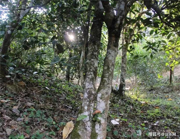 新八大茶山指的是哪几个？地理位置及普洱茶特点分别是什么？