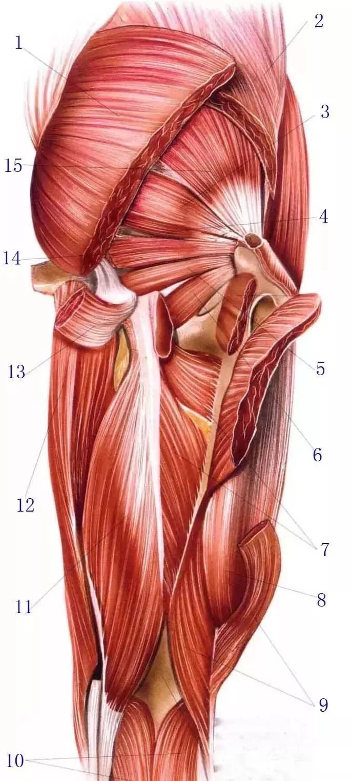 臀部浅层与深层肌肉解剖_股骨