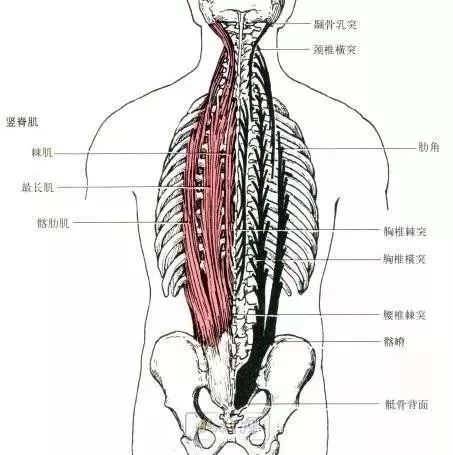 以下是竖脊肌的生理解剖