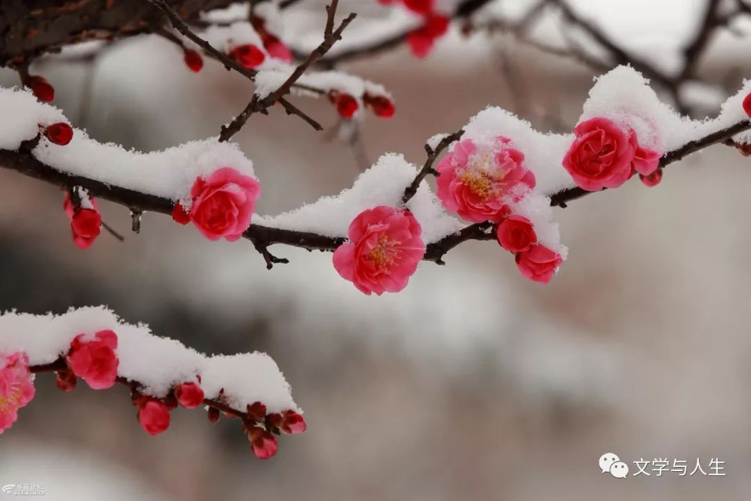 梅花泥土猜成语_泥土卡通图片(2)