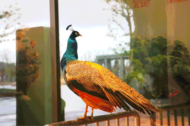 了和森泊四大神兽凭借自己的勇气和智慧完成任务小朋友变身成寻宝猎人