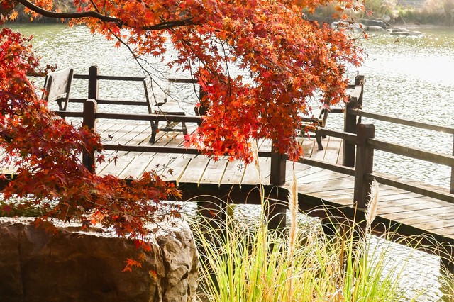 探索枫花短剧的魅力，从入口开始，探索枫花短剧的魅力之旅，从入口启程