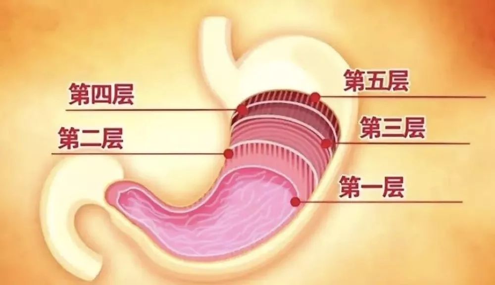 吃得少饿着饿着胃就变小了关于胃的大小我们误解多年