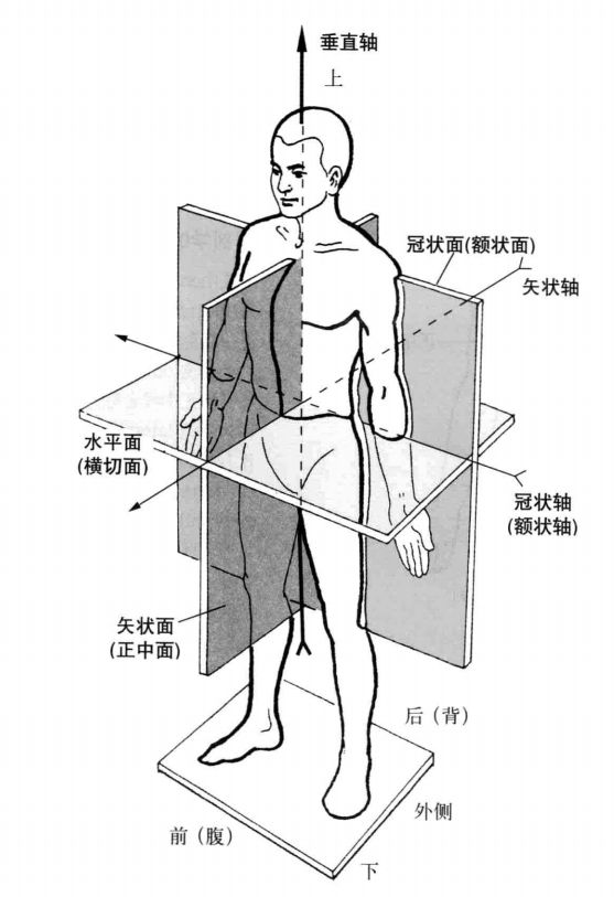 整体上来看,卧推这个动作主要是在 矢状面与 水平面上进行的