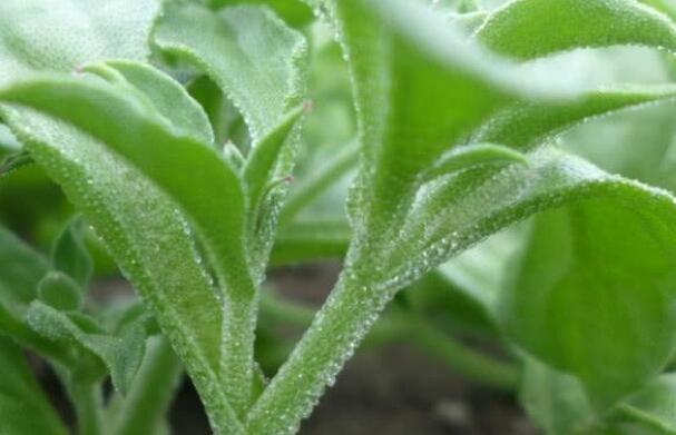 如何做水晶叶子 ac09fa36792749aab965e4f1e3b291b1.jpeg