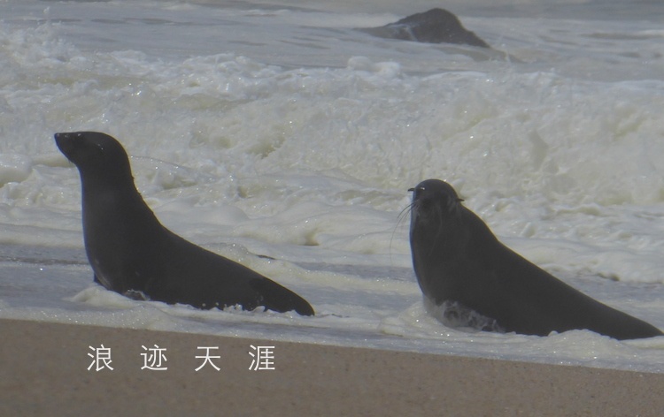 鲸鱼的叫声怎么描述 acec0f3d1be34225bc682375588c8b5b.jpeg