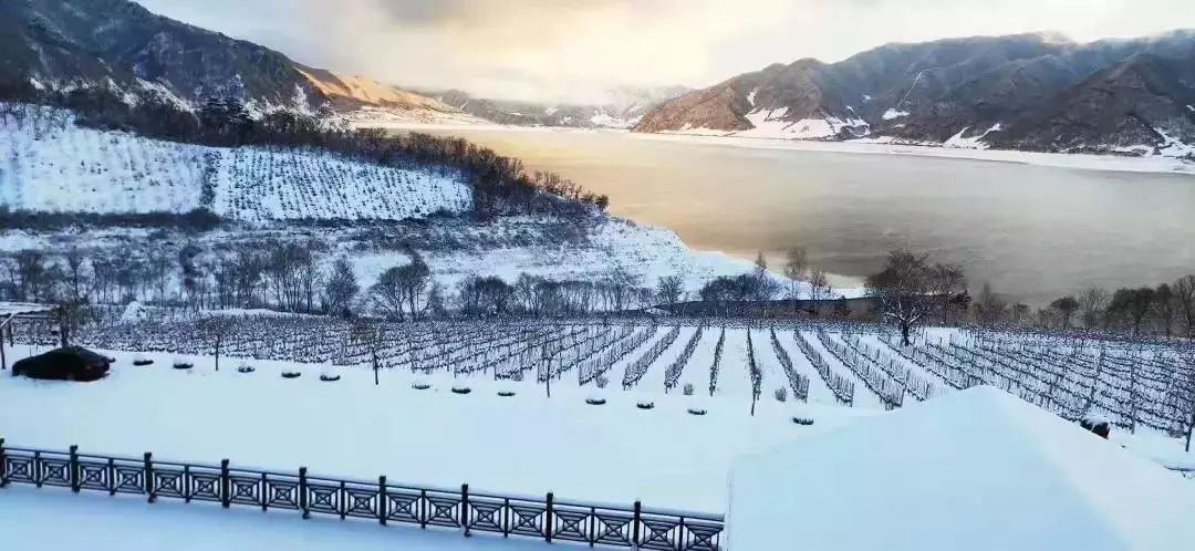 北冰红时刻来自2019集安鸭绿江河谷冰葡萄酒节邀请函请您收下