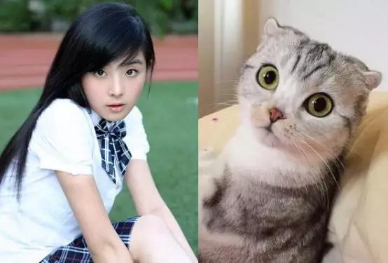 jennie同款猫系脸赵丽颖像折耳林允像英短看到贾玲憋不住了