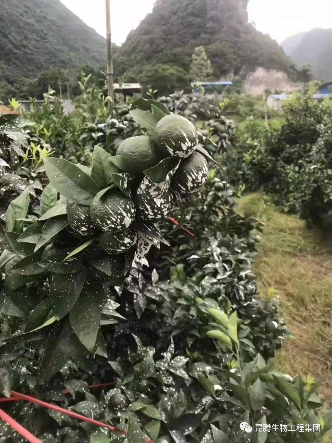 种植人口地_世界人口老龄化地图片