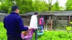 扬州女子直播养猴牵出大案16只猕猴被解救