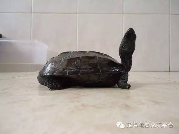 什么龟值得入手 eab32852e80a403ba7e53b93974b7aa1.jpeg