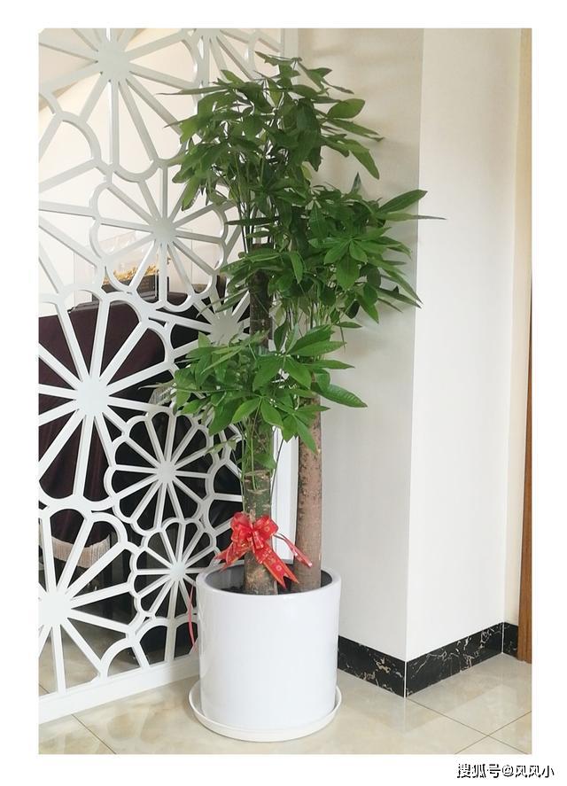 发财树花盆怎么选 ebbd2b09358e4f2885fbc7ec108d80ba.jpeg