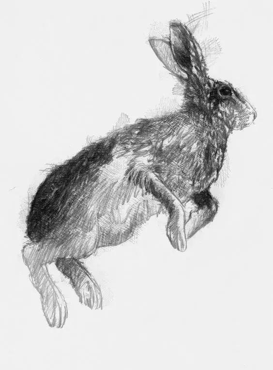 一组素描动物作品欣赏