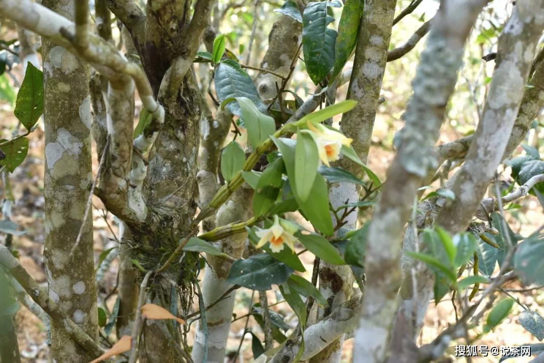 新八大茶山指的是哪几个？地理位置及普洱茶特点分别是什么？