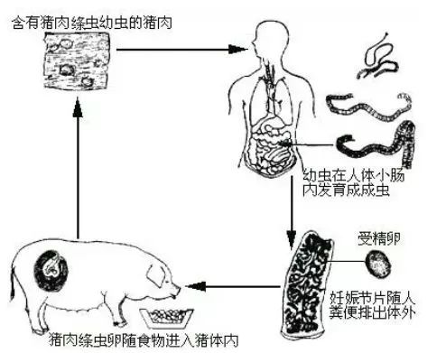 脾什么什么切成语_成语故事简笔画(3)