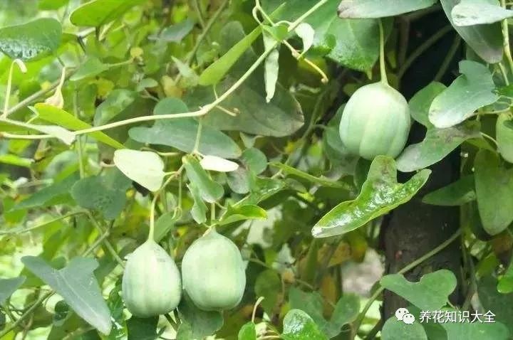 盘点15种敢叫“金不换”的植物！不知道你有见过没？