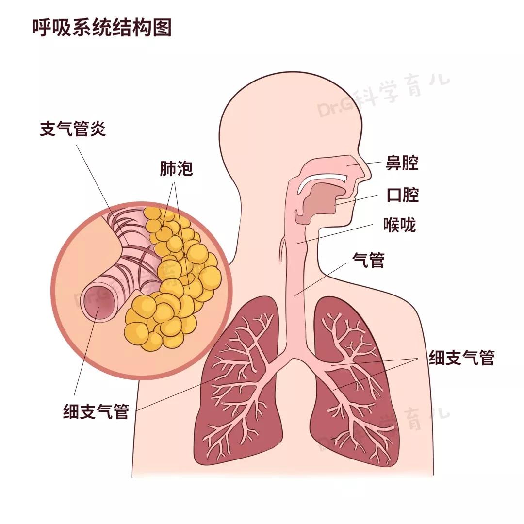 支气管炎频发宝宝出现这些症状家长要警惕