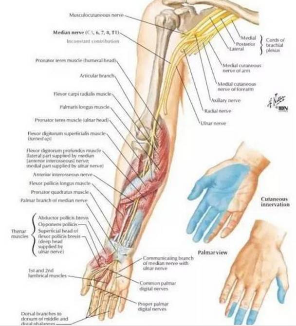 神经;第1,2蚓状肌,鱼际肌(拇收肌除外)返支:拇收肌以外的鱼际肌;前臂