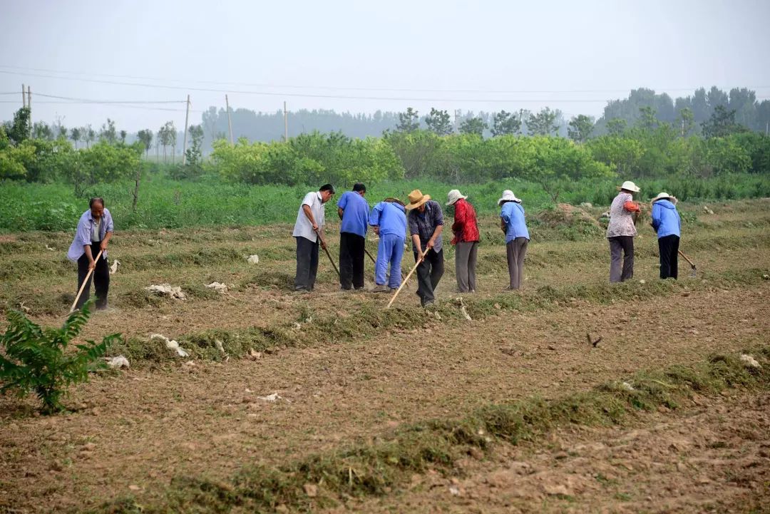 家里人口多了耕地太少怎么办_牛耕地图片(3)